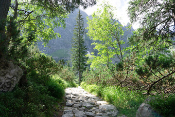 mountain path in the forest