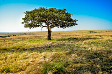 lonely tree in the wild