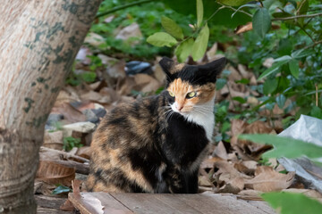 Obraz premium stray tortoiseshell cat