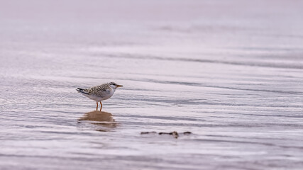 Little tern fledgling standing in shallow surf on a sandy shore with reflections in the wet sand