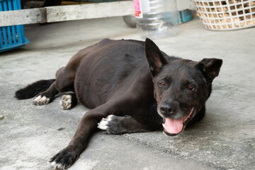 Taiwanese black dog