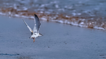 Little tern fledgling taking his first flight over shallow surf with soft sunlight highlighting his feathers and plumage