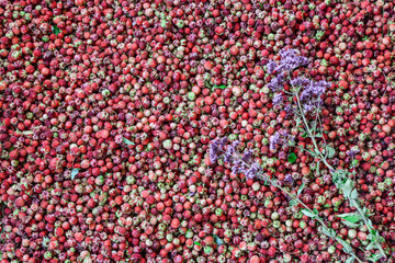 Ripe forest strawberries and fresh medicinal herbs (Or&iacute;ganum).