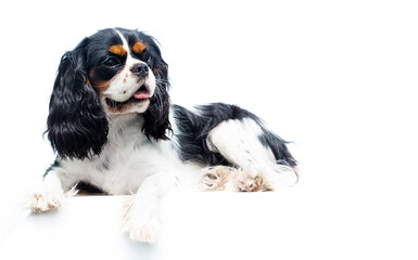 Spaniel dog lies on a white background in the studio