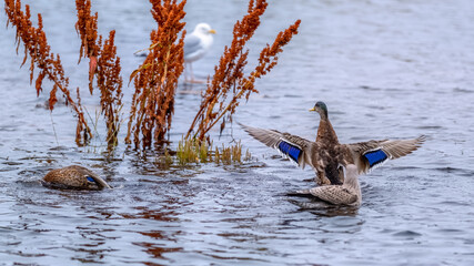 Two mallard, one feeding underwater, one stretching his wings being watched by an adult and juvenile herring gull
