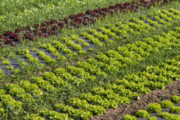 Strips of lettuce planted in the field