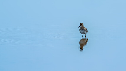 Dunlin standing in shallow water with reflections in the calm blue surf