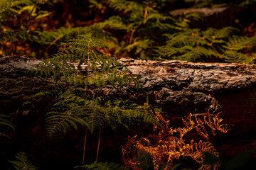 autumn fern in the forest at Troodos mountain in Cyprus