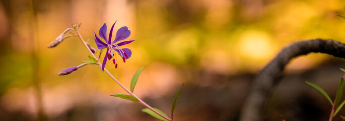close up of small purple plant on the forest ground with blured yellow autumn color as backround