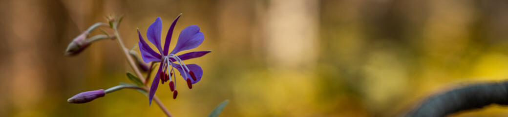 close up of small purple plant on the forest ground with blured yellow autumn color as backround
