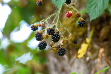 Ripe black berries growing