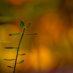 close up of small plant on the forest ground with blured yellow autumn color as backround