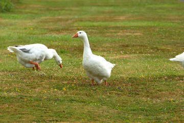 A white goose walks across the grass