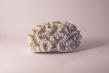 Brain shaped sea sponge on neutral background