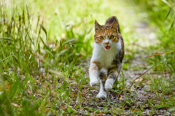 Die schnelle Katze