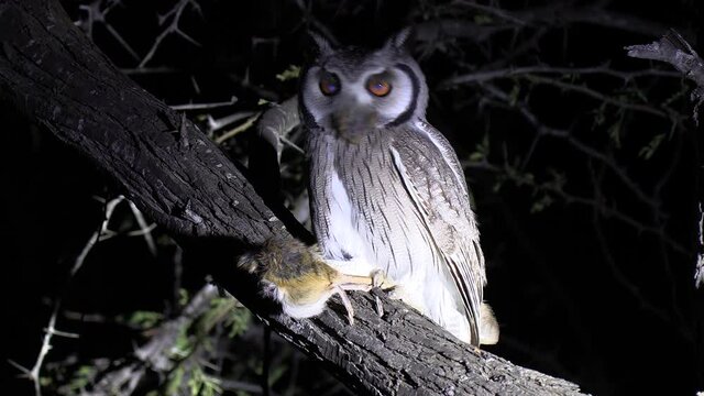 A Southern White Faced owl sits perched in a tree with its recent kill clutched in its talons. Night shot under a safari spotlight.