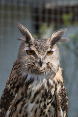 Eurasian Eagle Owl