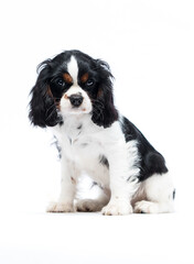 dog Cavalier King Charles Spaniel, portrait on a white background