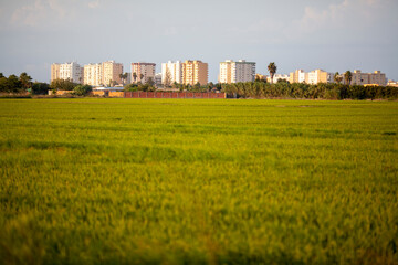 Fototapeta na wymiar Campos de arroz con el Mareny Blau (Sueca, Valencia) de fondo