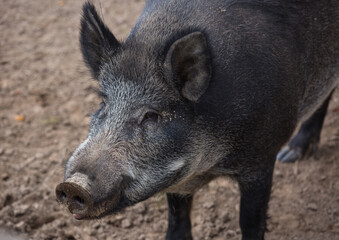 Portrait of male wild brown boar looking at camera.