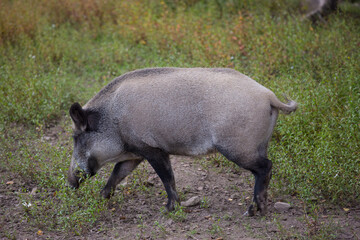Portrait of female wild grey boar looking for food