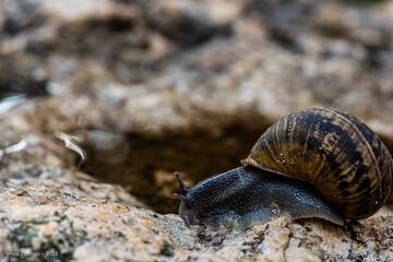 snail on the road