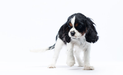 dog Cavalier King Charles Spaniel on a white background