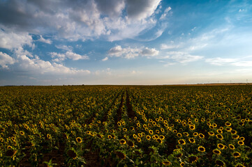 Field of many sunflowers and blue sky in Brihuega, Guadalajara, Spain