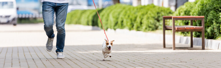 Obraz premium partial view of man in jeans running along alley with jack russell terrier dog on leash, horizontal image