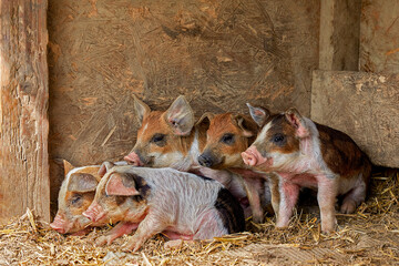 Freude im Schweinestall