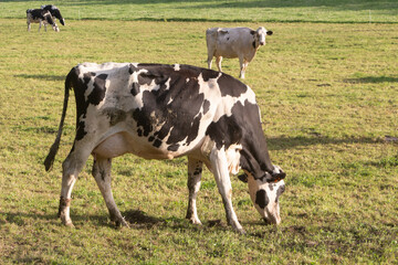 Naklejka na ściany i meble Holstein grazing cows in a field in Brittany