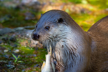 Eurasian otter eating a fish