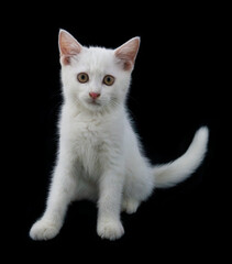 Adorable small white kitten isolated on black 