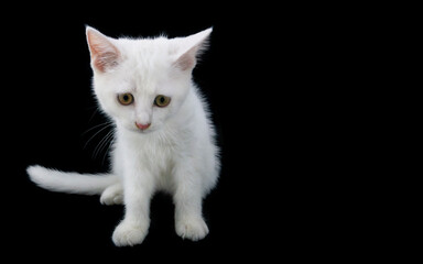 Fototapeta na wymiar Sad white cute kitten isolated on black background with space for text