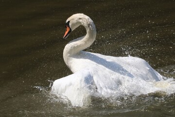 Cygne