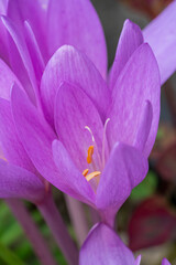 Colchicum autumnale an autumn fall pink flower bulb plant commonly known as Autumn Crocus stock photo image