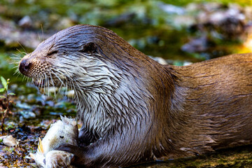 Eurasian otter eating a fish