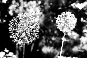 Fototapeta premium dandelion with seeds