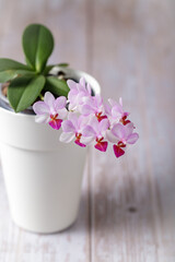 Small blooming orchid flowers phalaenopsis in white pot