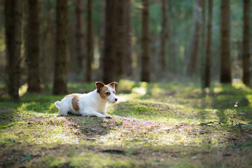 Naklejka na ściany i meble dog in the forest. Jack Russell Terrier in woods