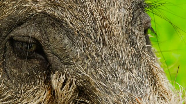 Closeup Portrait of Bornean Bearded Pig at Bako National Park, Malaysia. Wild nature stock footage.
