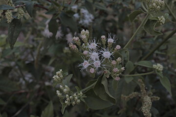 a wild plant no matter where it grows