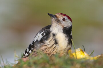 Jan. 28, 2018. A Middle spotted woodpecker (Dendrocopos medius) eating an apple dropped from the tree.