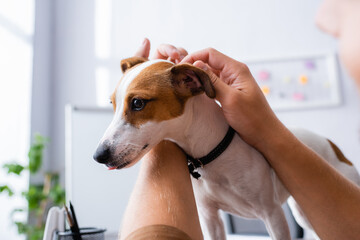 cropped view of businessman cuddling jack russell terrier dog with brown spots on head in office