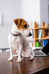 white jack russell terrier dog with brown spots on head sitting on desk in office