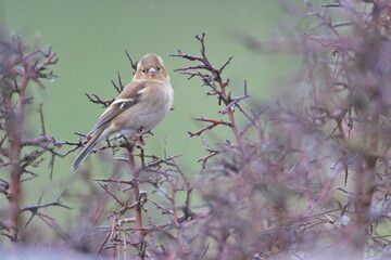 Larrabetzu, Bizkaia/Spain; Mar. 09, 2020. Rainny day in the field. Common chaffinch (Fringilla coelebs) in a blackthorn (Prunus spinosa) bush in winter.