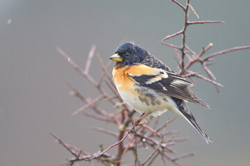 Larrabetzu, Bizkaia/Spain; Mar. 09, 2020. Rainny day in the field. A Brambling (Fringilla montifringilla) in a blackthorn (Prunus spinosa) bush in winter.