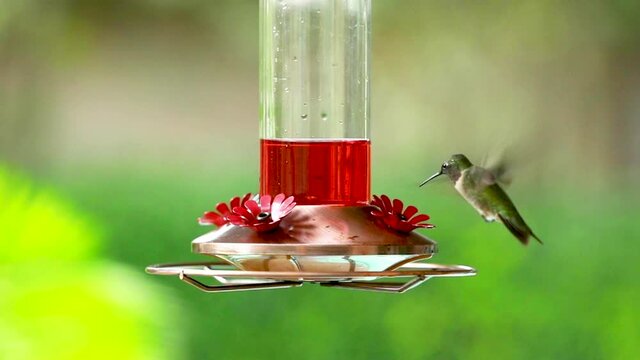Slow motion of a hummingbird drinking from a bird feeder
