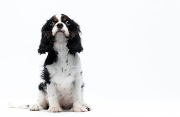 puppy Cavalier King Charles Spaniel