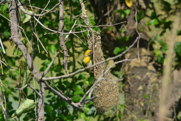 indian baya weaver bird 